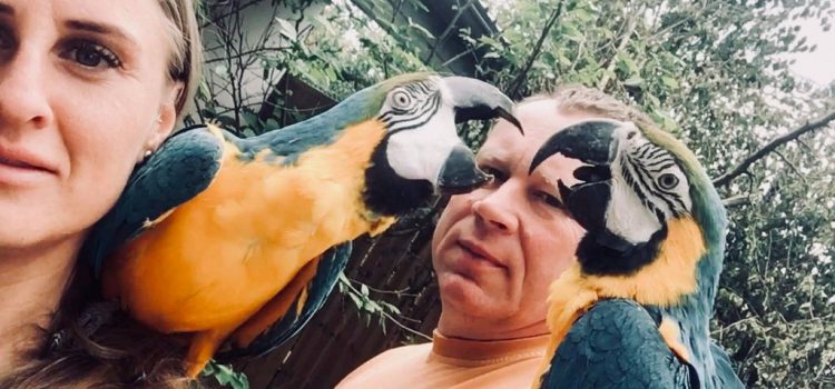 Papugi Ara na ramionach swoich pasjonatów